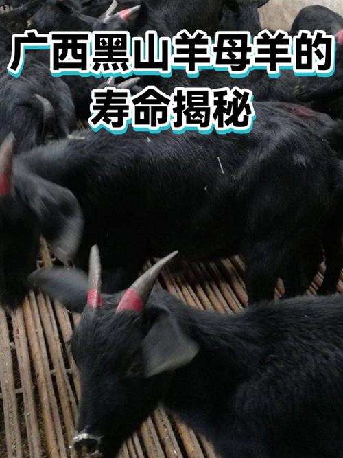 母羊一般几年淘汰缩略图