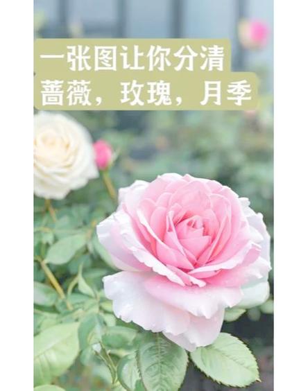 伊朗国花是蔷薇还是玫瑰缩略图