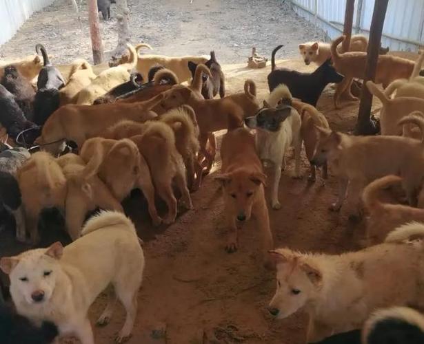 养肉狗100只投资多少钱缩略图