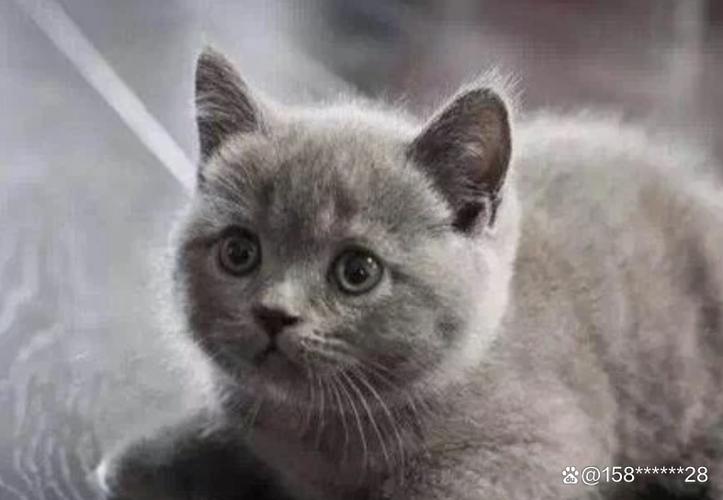 蓝猫寿命一般活几年缩略图