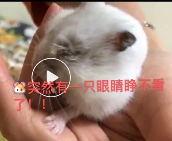 养仓鼠人容易得病吗缩略图