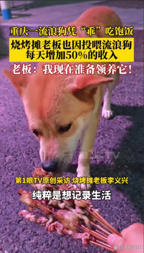 狗吃了铁环能活几天缩略图