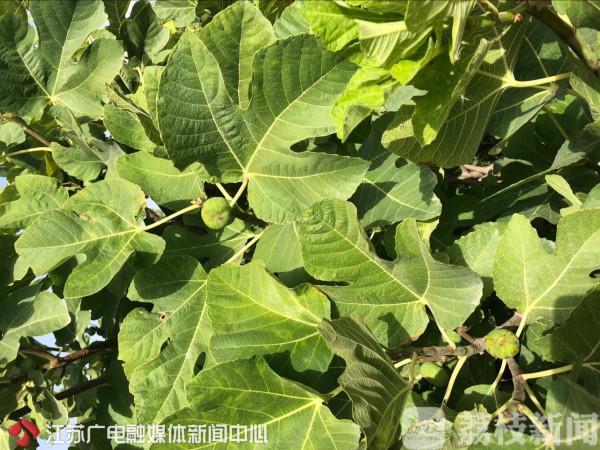 青翠欲滴打一精准生肖缩略图