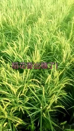 快手绿色模式解除方法游戏截图