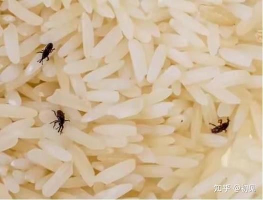 大米里白色的小点是什么东西缩略图