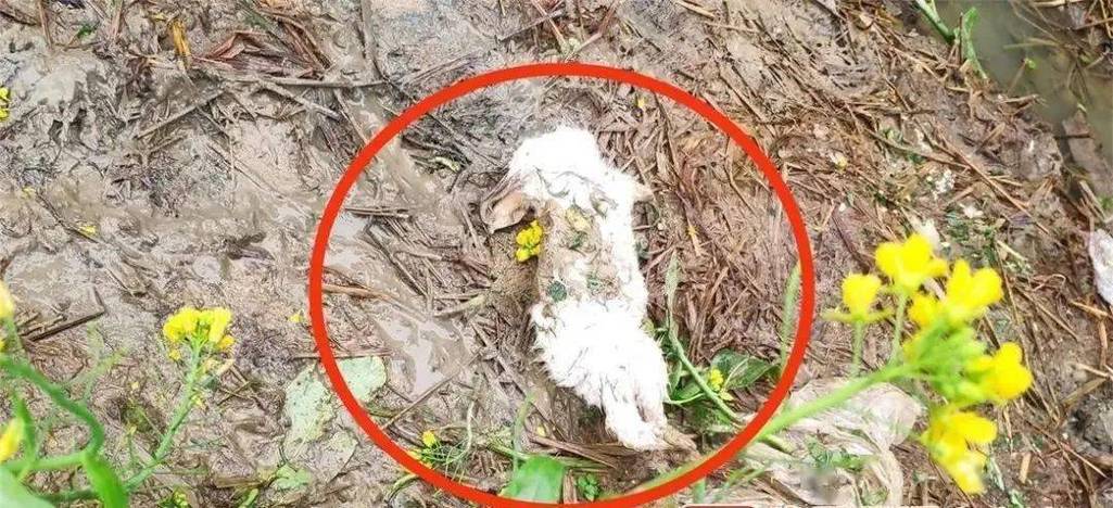为什么养兔子一周它就死了缩略图