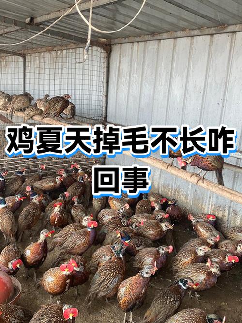 老母鸡掉毛是怎么回事游戏截图