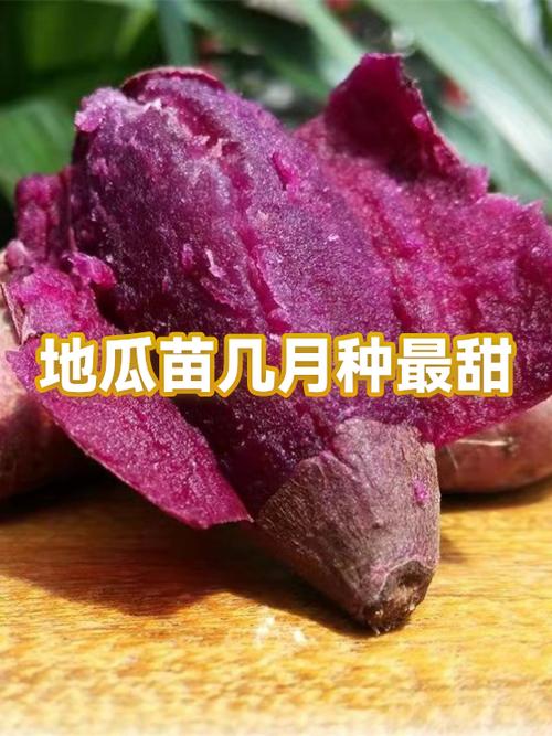 最甜红薯品种排名缩略图