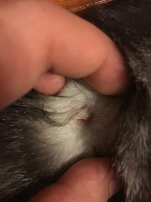 猫后背的毛结块变硬怎么回事缩略图