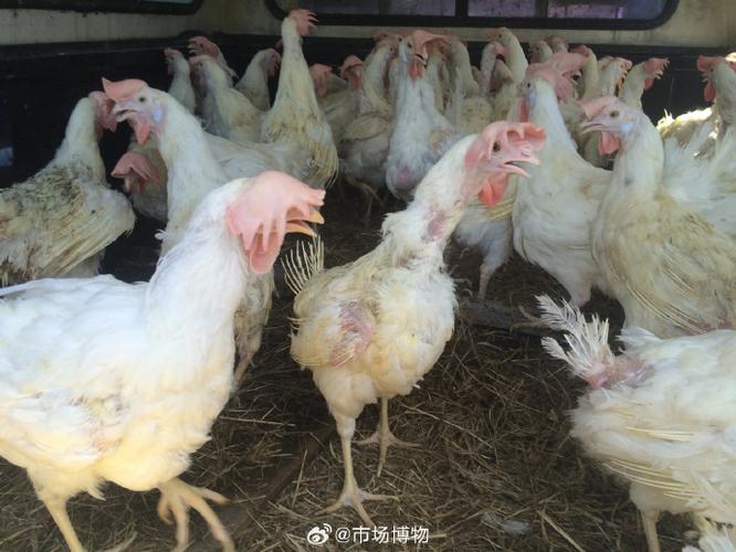 淘汰蛋鸡和老母鸡区别图标
