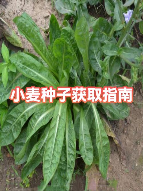 小麦获取指南 游戏截图