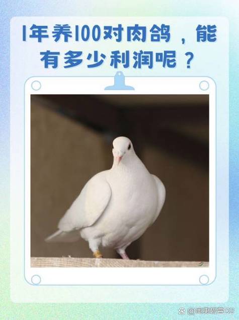 养鸽子赚钱吗利润多少钱缩略图
