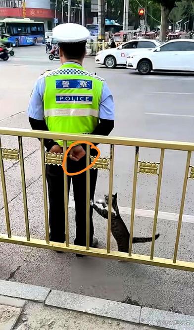 猫丢了找警察有用吗游戏截图