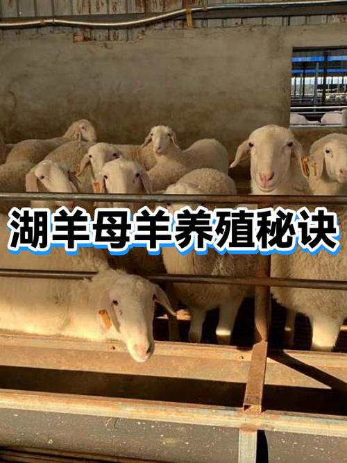 养100只胡羊需要多少钱缩略图
