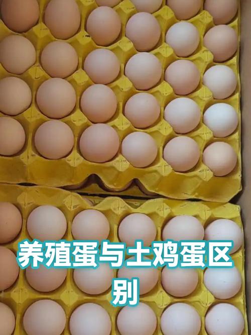 养鸡场的蛋和散养土鸡蛋营养一样吗缩略图