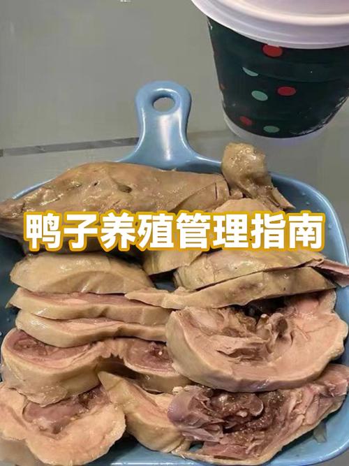 养鸭子要注意什么缩略图
