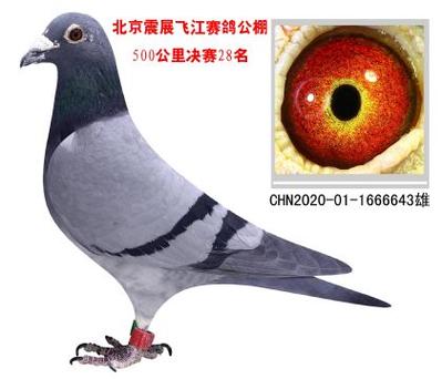 中国信鸽信息网官网手机版