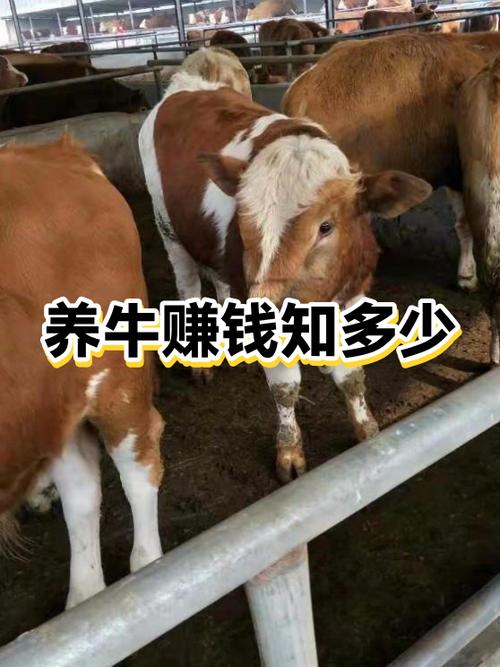 农村喂牛一年喂多少头才能赚5万元钱缩略图