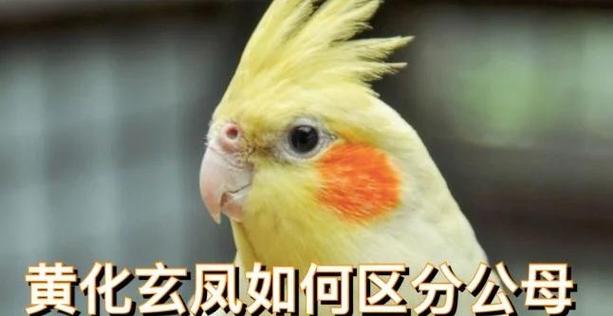 黄化鹦鹉雌雄最简单三个步骤图标