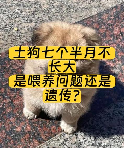 土狗为啥不怕吃鸡骨头缩略图