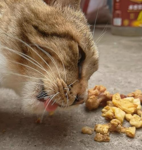 猫吃鸡骨头卡到了怎么办游戏截图