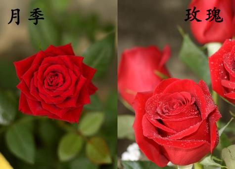 玫瑰花又叫月季花吗游戏截图