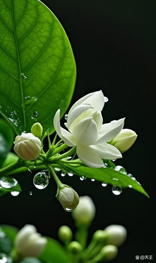 蚊子最怕什么植物缩略图