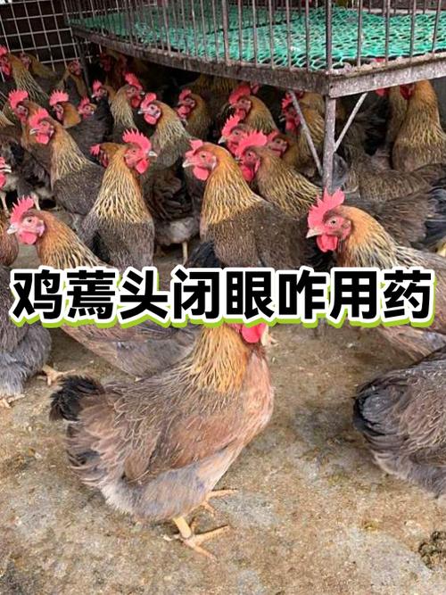 鸡生病了缩头闭眼喂什么药好得快缩略图