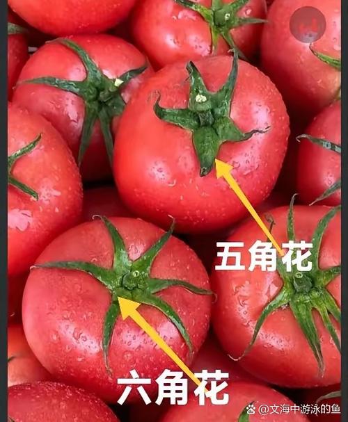 西红柿蒂是5个好还是6个好图标