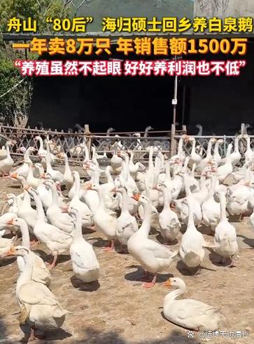 养1000只鹅需要投资多少钱游戏截图