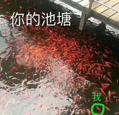 塘主承包鱼塘表情包缩略图