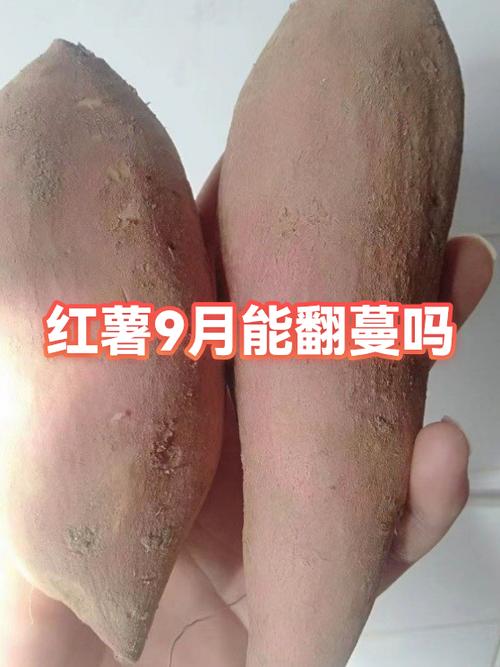 秦薯5号和8号区别缩略图