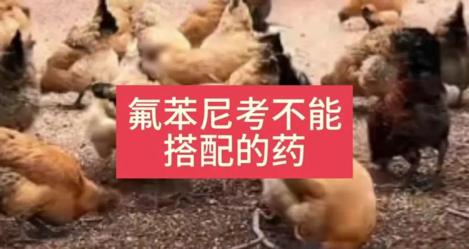 养鸡喂什么药不易生病缩略图