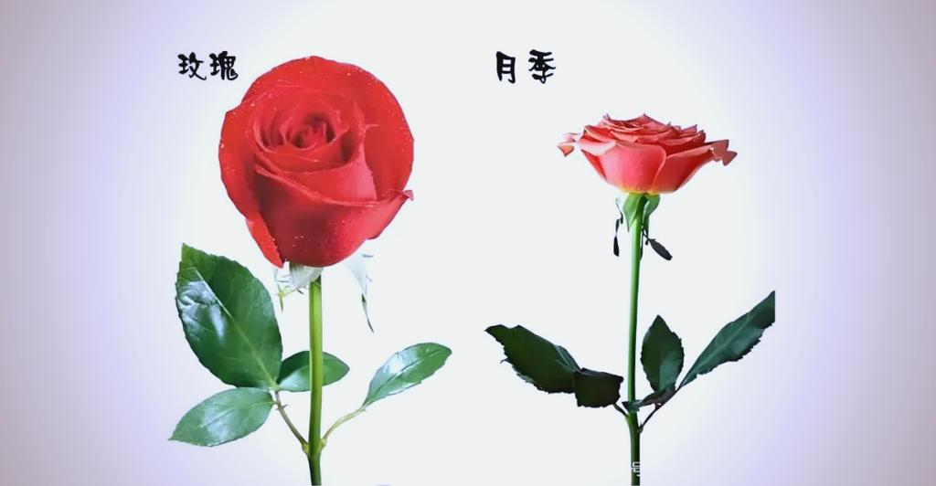 月季花和玫瑰花是一种花吗缩略图