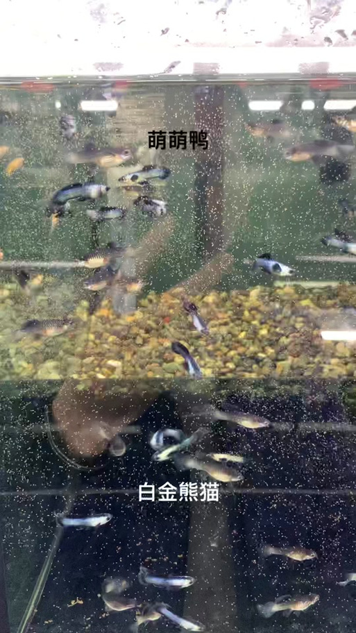 熊猫鱼能和孔雀鱼一起混养吗图标
