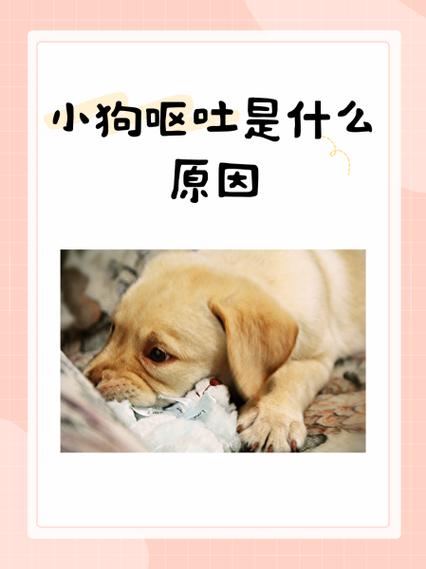 小狗拉稀呕吐不吃东西怎么办缩略图