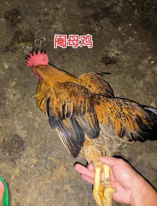 老母鸡挖矿是什么意思游戏截图