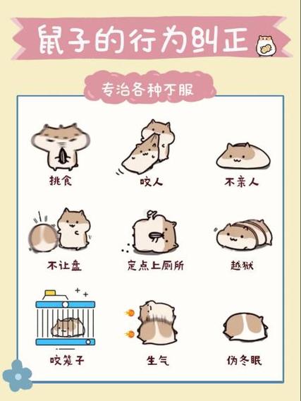 仓鼠生病了怎么办该吃什么药游戏截图