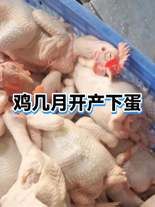 鸡不下蛋吃什么药游戏截图