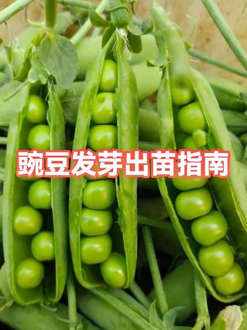 新鲜的豌豆出了点小芽能吃吗图标