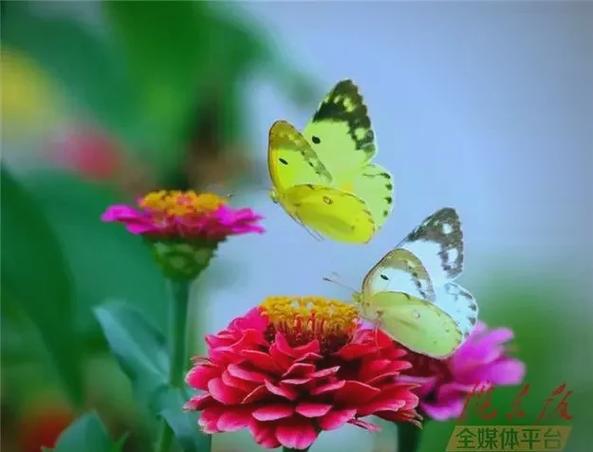 十首绝美宋词蝶恋花游戏截图
