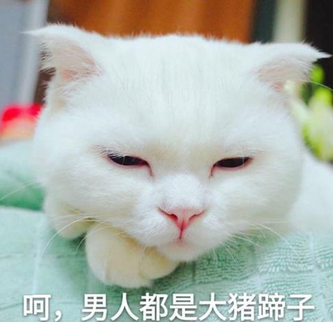 男人都是大猪蹄子配图游戏截图