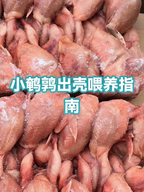 刚出壳鹌鹑怎么喂养缩略图