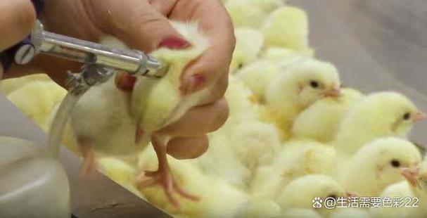 养小鸡喂什么药才不生病还长得快缩略图