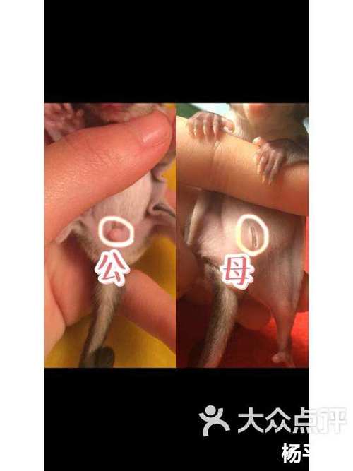 蜜袋鼯怎么读缩略图