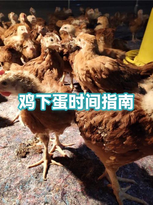 母鸡可以下几年蛋缩略图