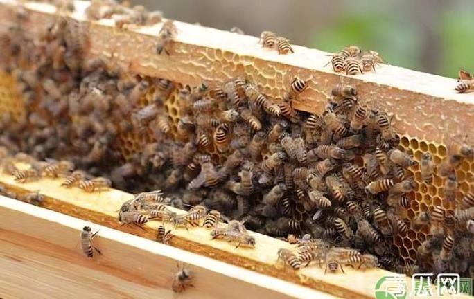 蜜蜂麻痹病最新治疗方法缩略图