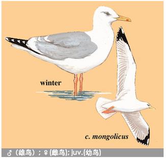 海鸥古代叫什么游戏截图