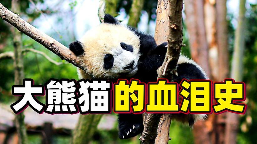 一只熊猫可以活多少年缩略图