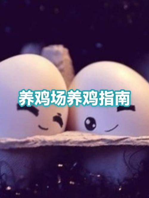 自家养鸡喂什么爱下蛋缩略图